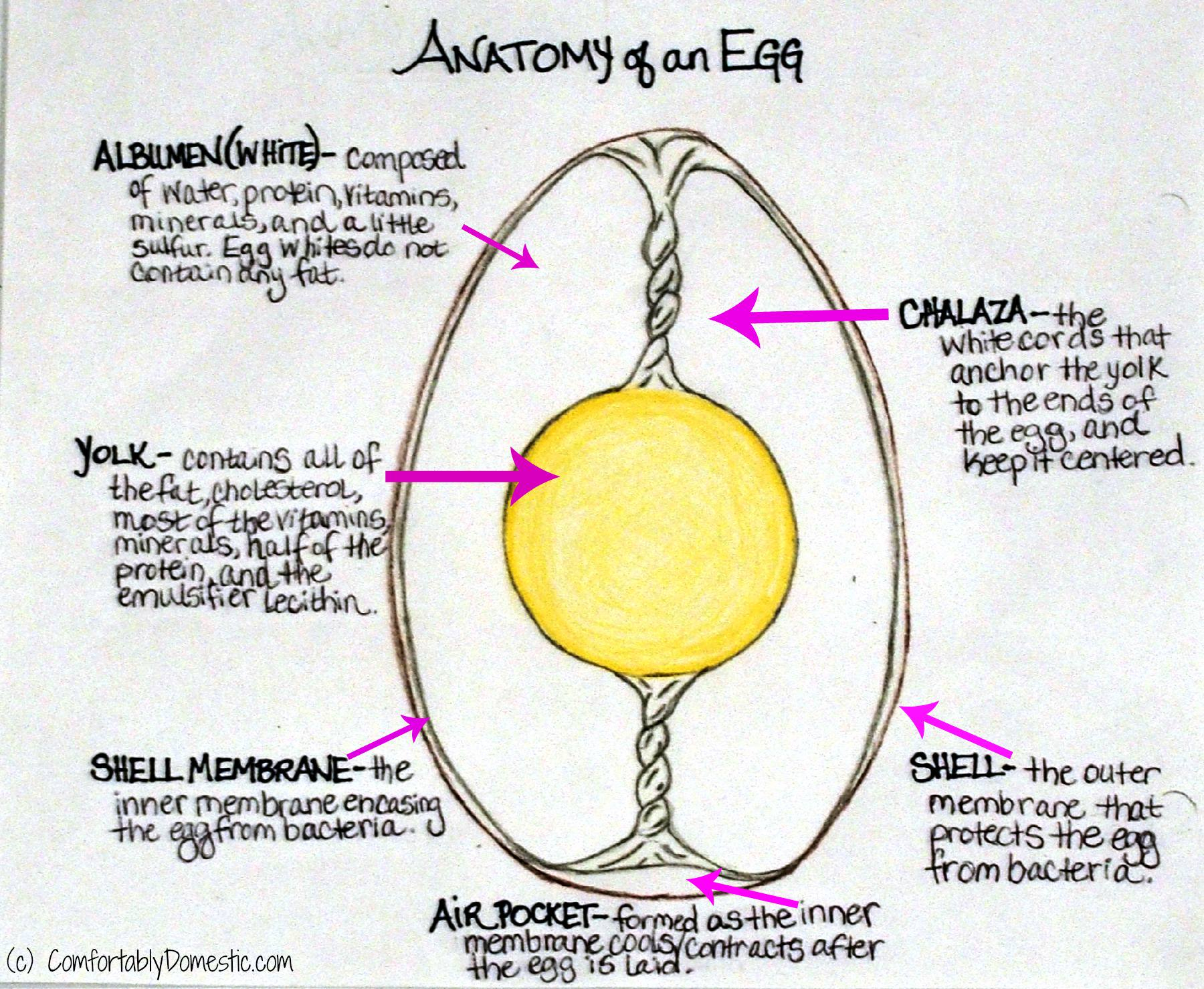 Diagram Of An Egg All About Eggs Binding Stuff And Creamy Fluff Comfortably Domestic