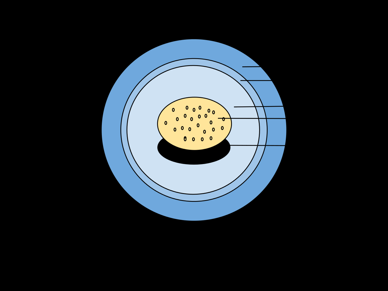 Diagram Of An Egg Amphibian Egg Diagramsvg