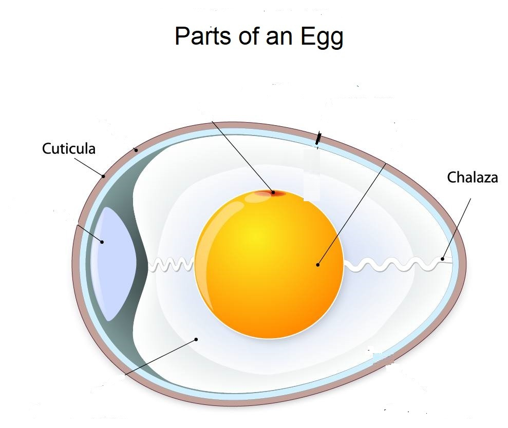 Diagram Of An Egg Chapter 14 Parts Of An Egg Diagram Quizlet