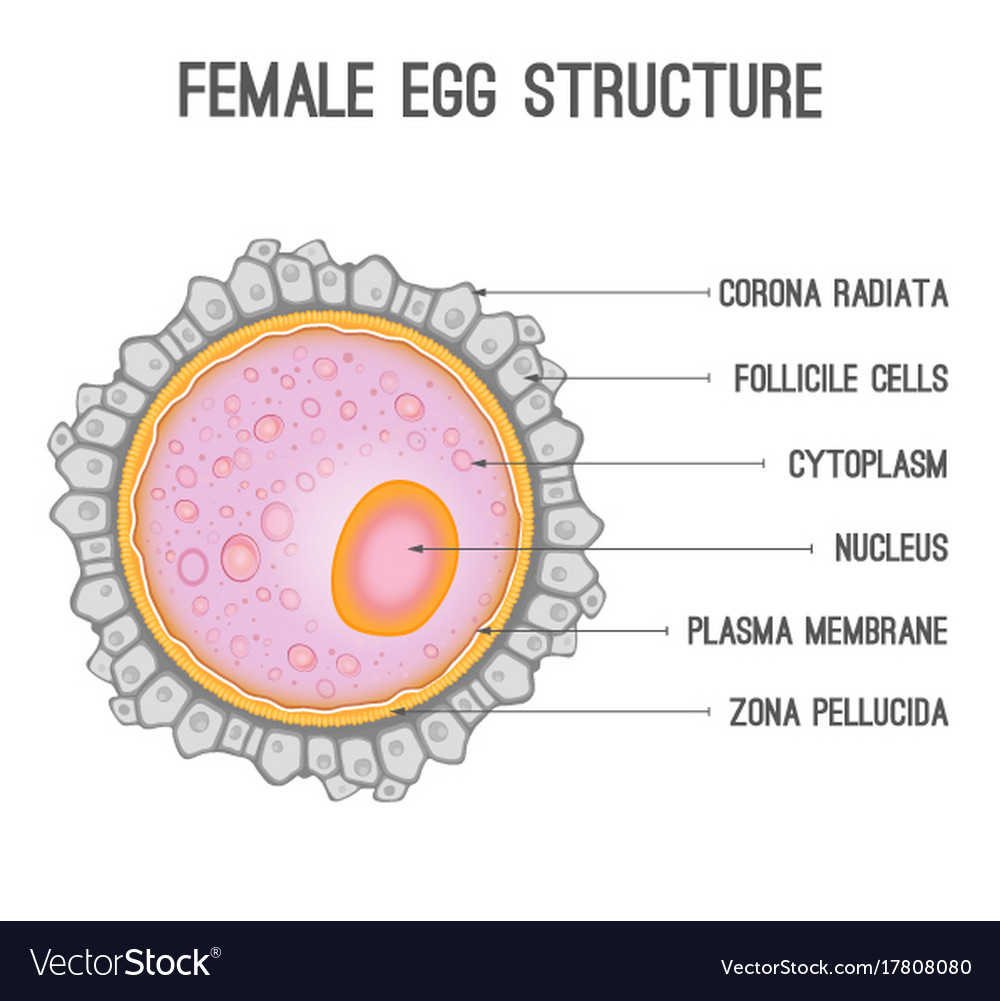 Zona pellucida яйцеклетки