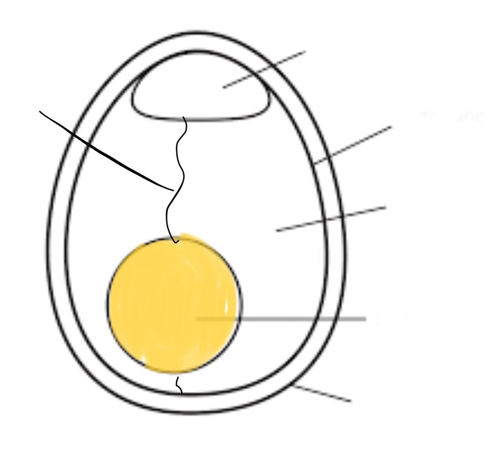 Diagram Of An Egg Egg Diagram Diagram Quizlet