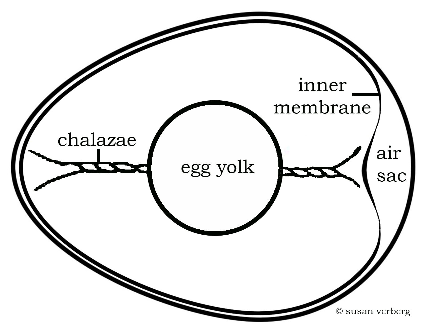 Diagram Of An Egg Egg Over Mead Ium Measuring Gravity With An Egg American