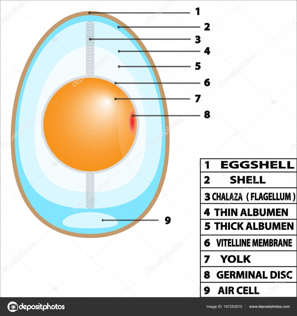 Diagram Of An Egg Egg Structure Diagram Stock Vector Sergei15426378sergeev 167253510