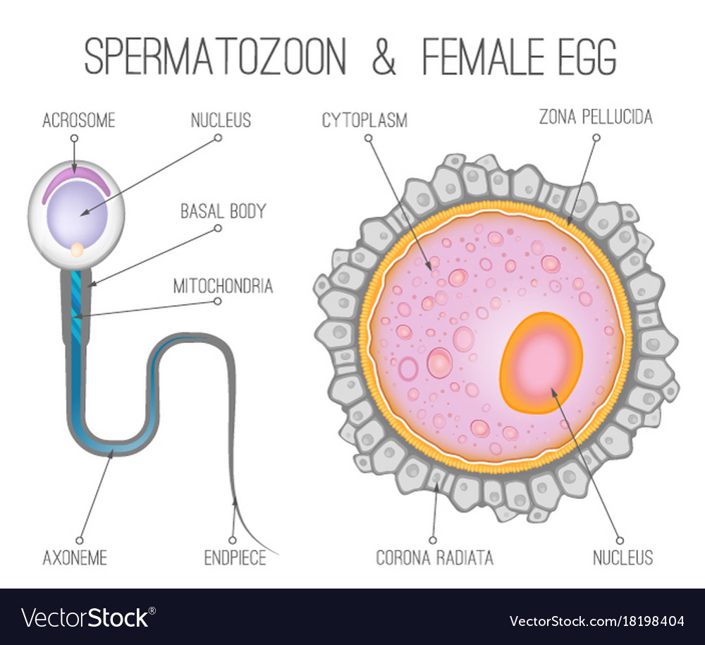 Diagram Of An Egg Female Egg Structure