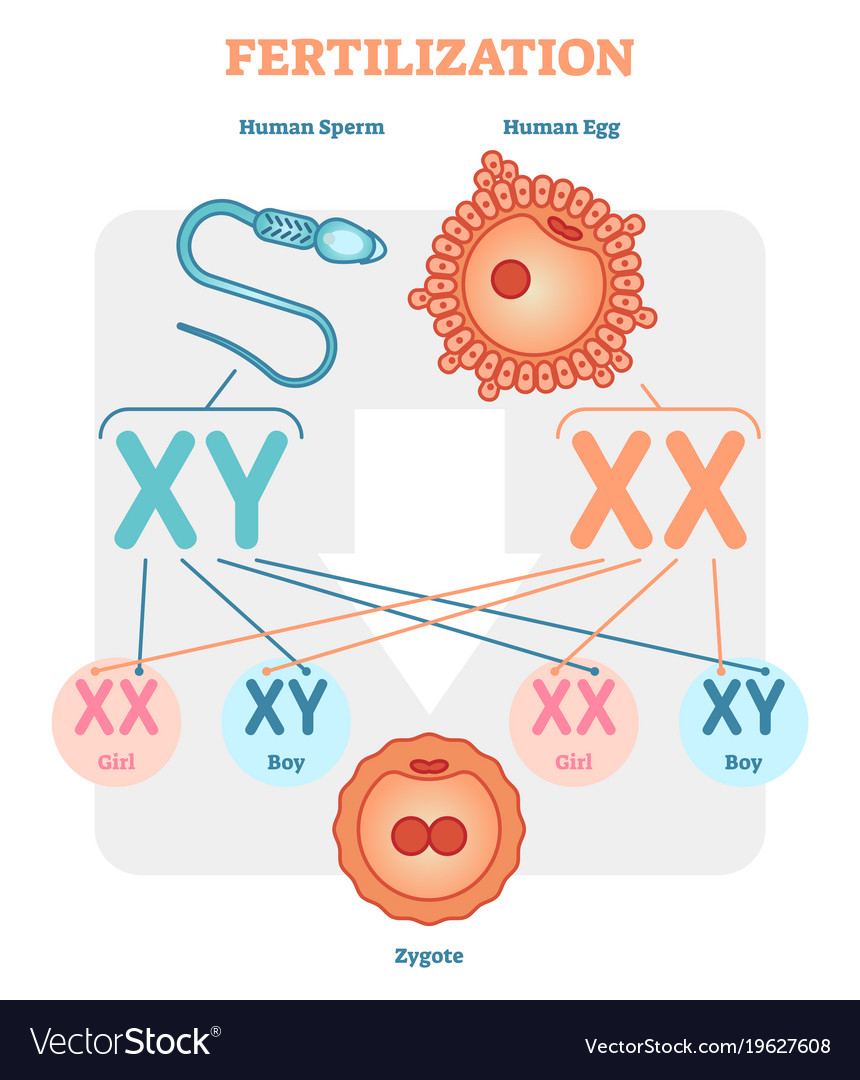 Diagram Of An Egg Fertilization Diagram With Human Sperm Human Egg