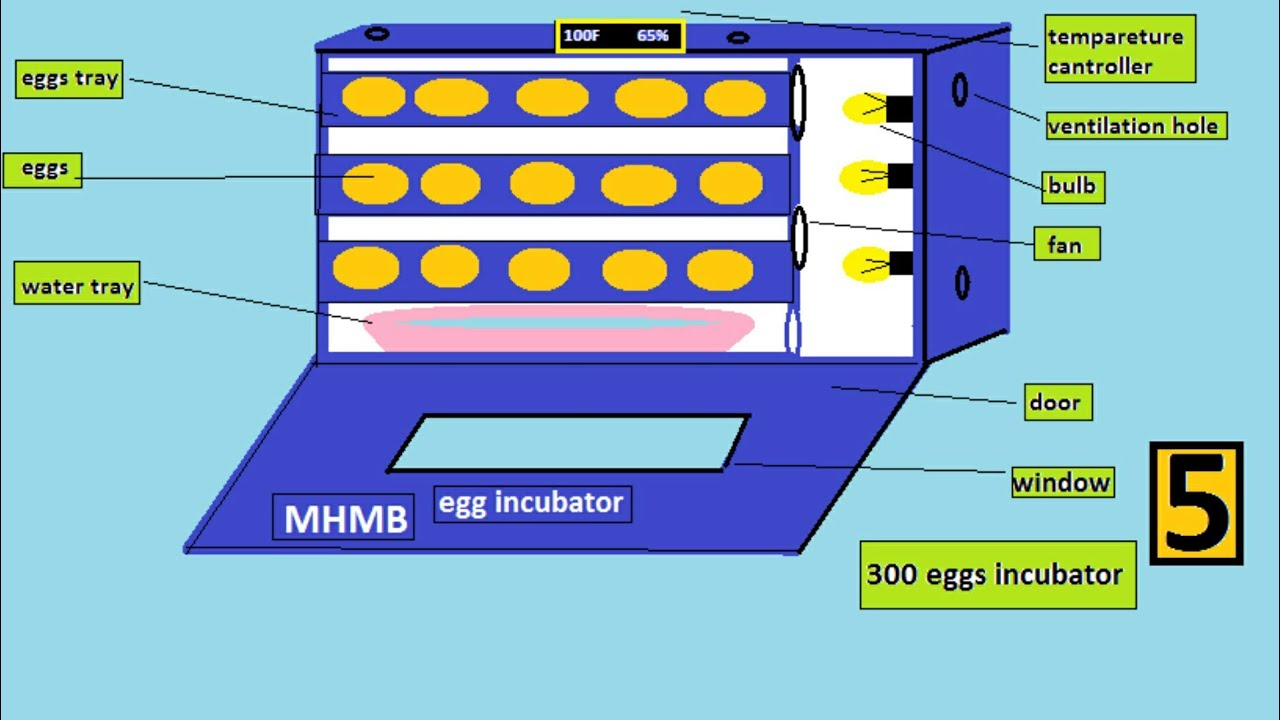 Diagram Of An Egg Homemade Egg Incubator Diagram Idea Mhmb