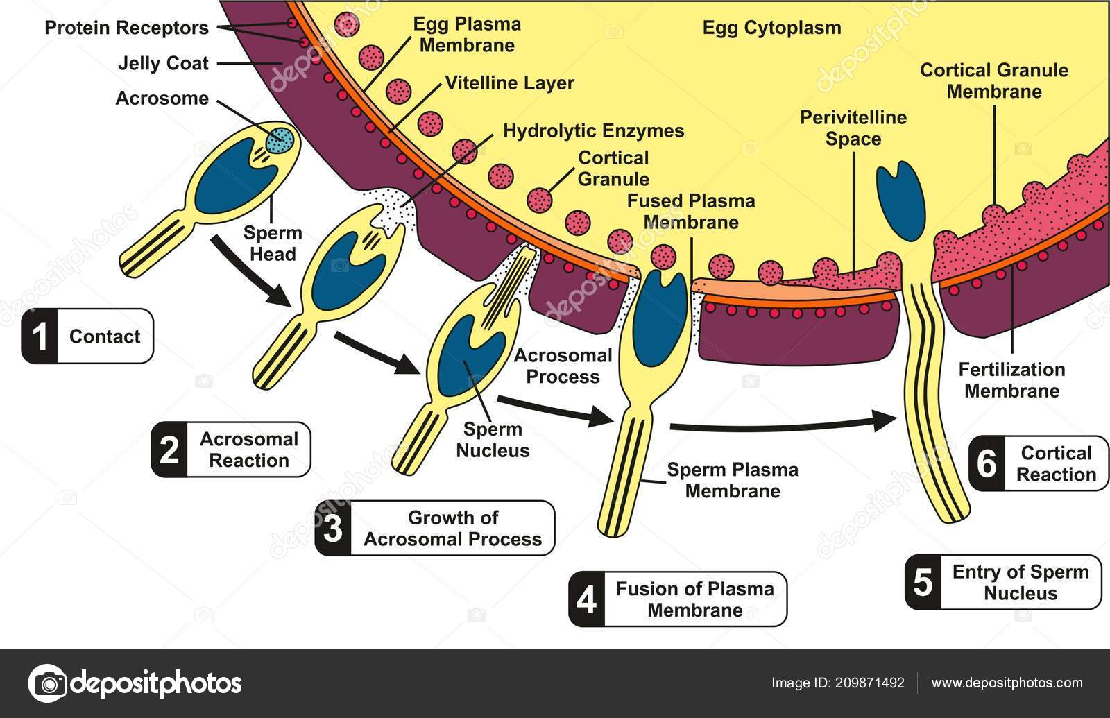 Diagram Of An Egg Human Sperm Egg Fusion Diagram All Fertilization Process Stages Step
