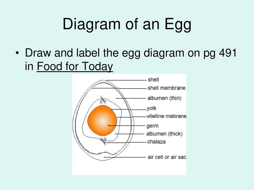 Diagram Of An Egg Important Facts About Eggs Ppt Download