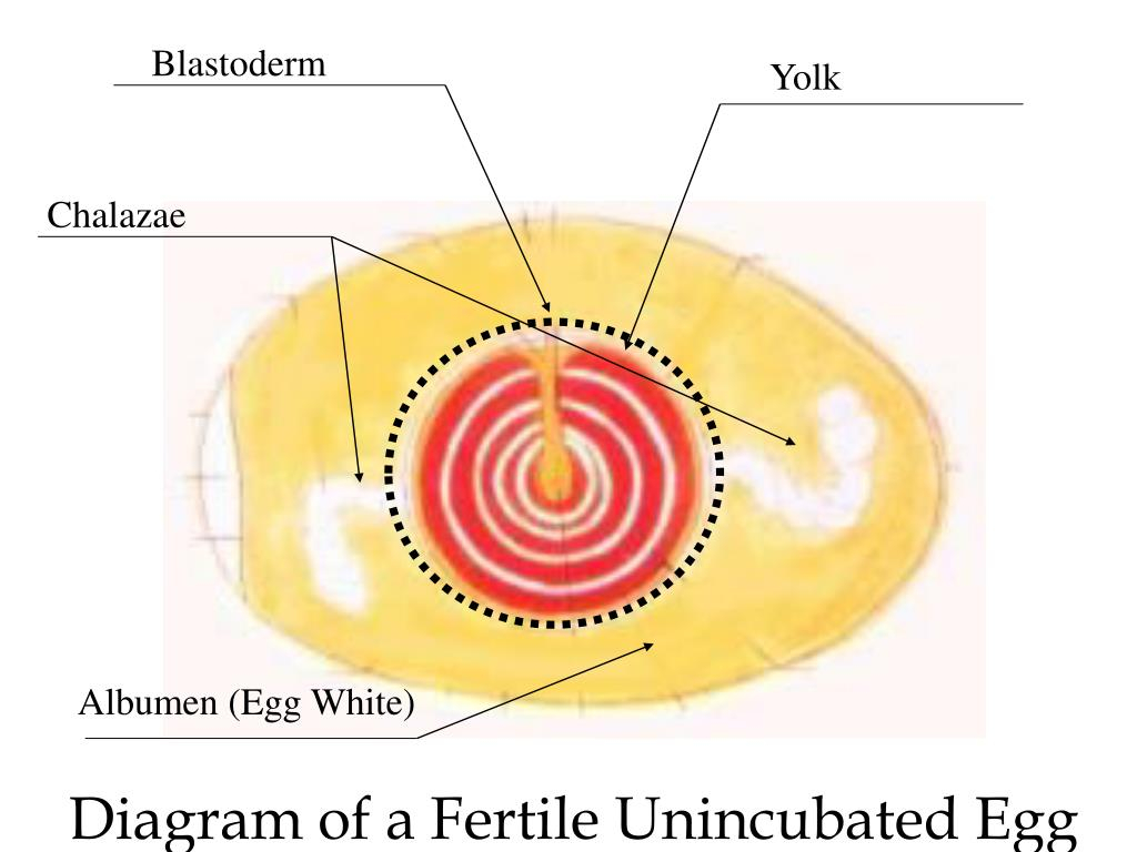 Diagram Of An Egg Ppt Diagram Of A Fertile Unincubated Egg Powerpoint Presentation