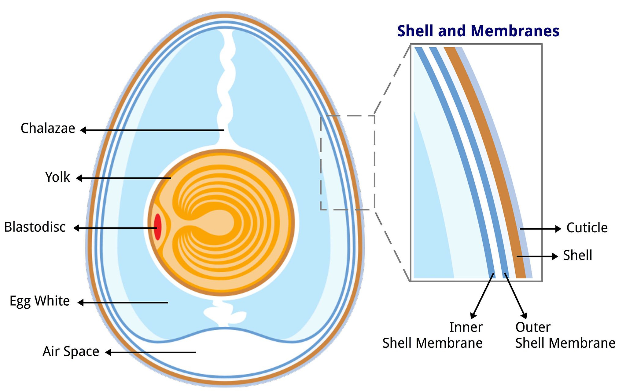 Diagram Of An Egg The Anatomy Of An Egg