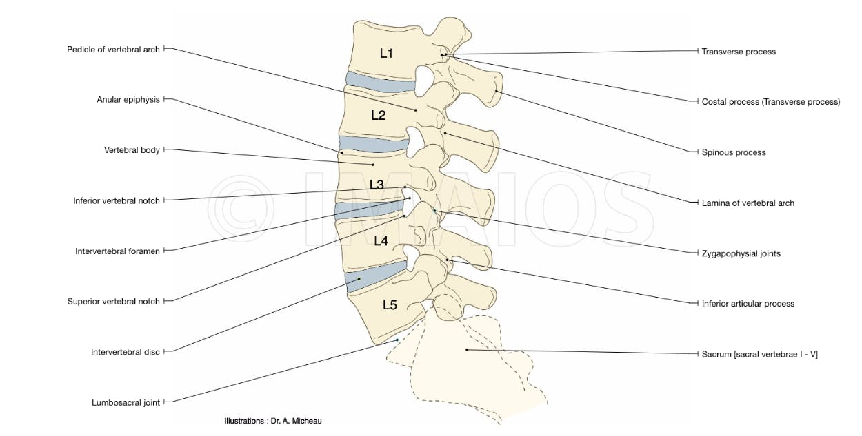 Diagram Of Back Anatomy Of The Spine And Back