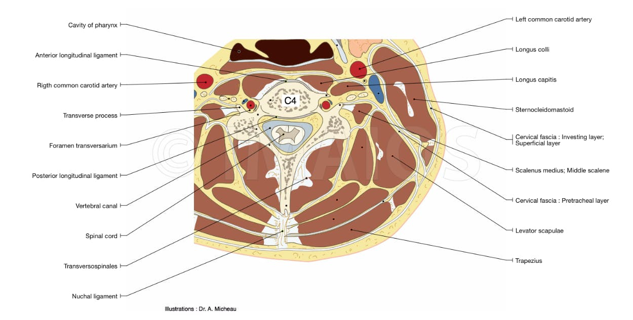 Diagram Of Back Anatomy Of The Spine And Back