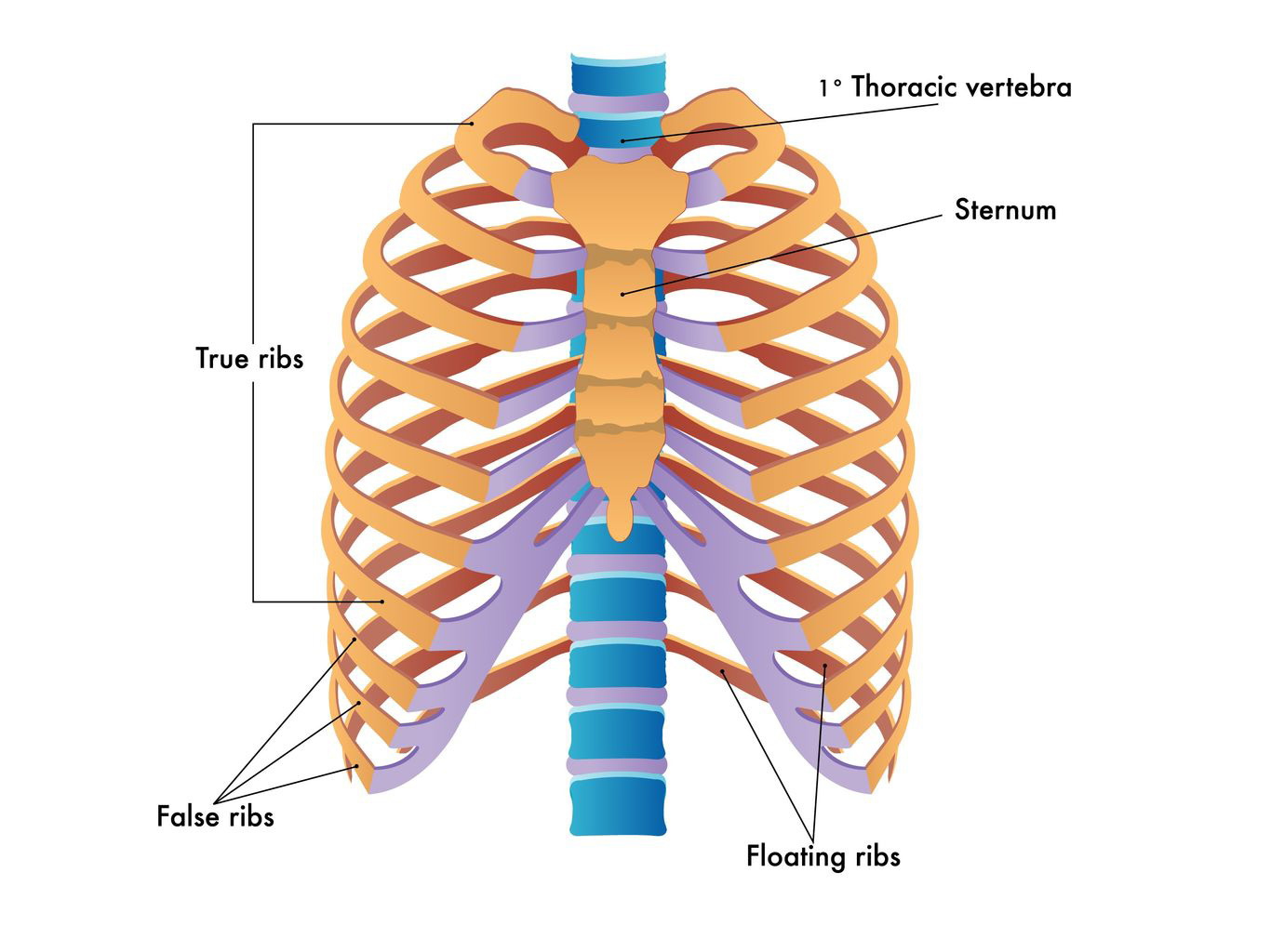 Diagram Of Back Back Pain And Slipped Rib