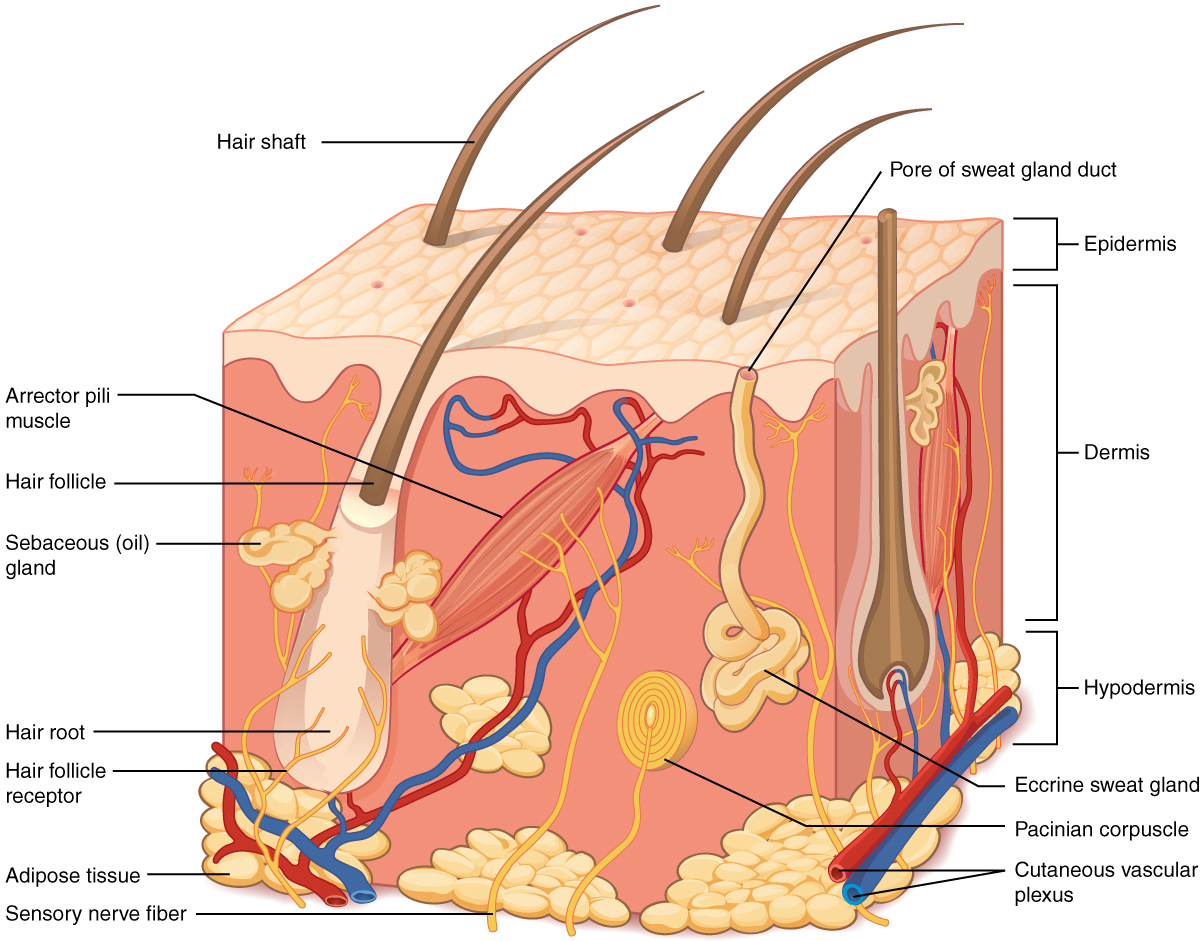 Diagram Of Back Back Skin Diagram Wiring Diagrams Show