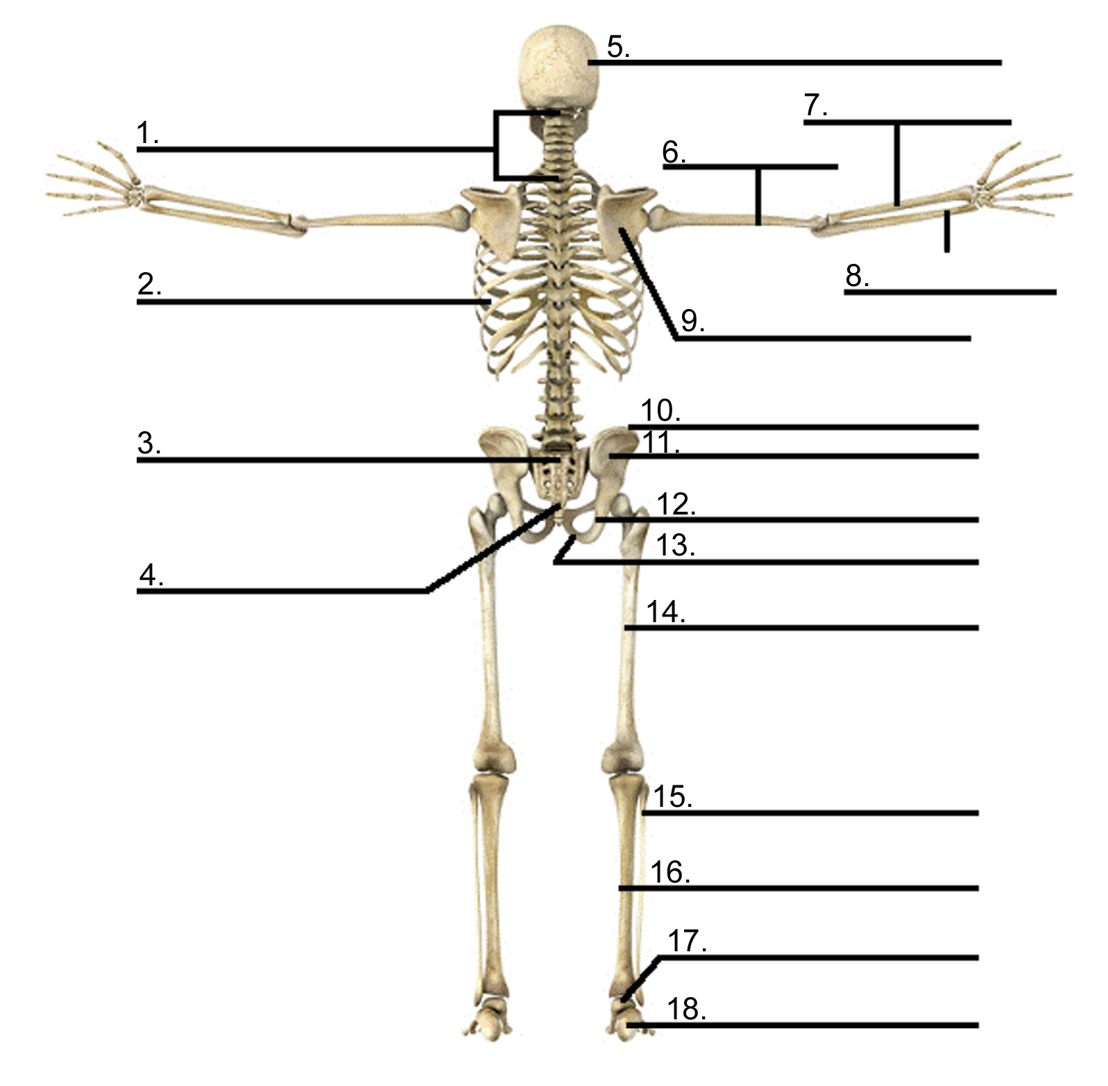 Diagram Of Back Bone Diagram Back Wiring Diagram Library
