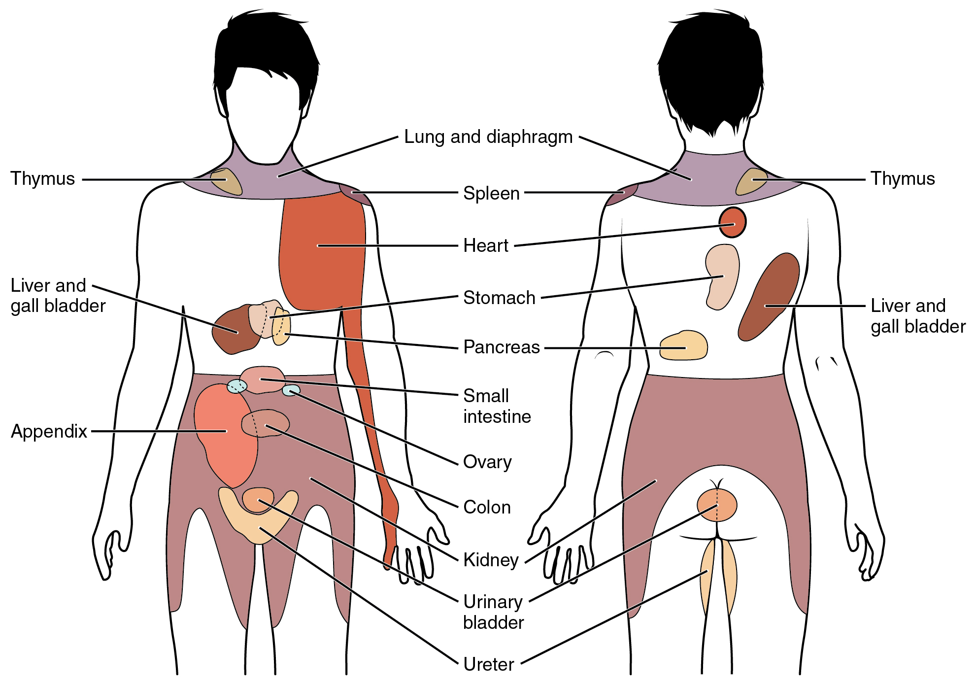 Diagram Of Back Diagram Front And Back Pain Search Wiring Diagrams