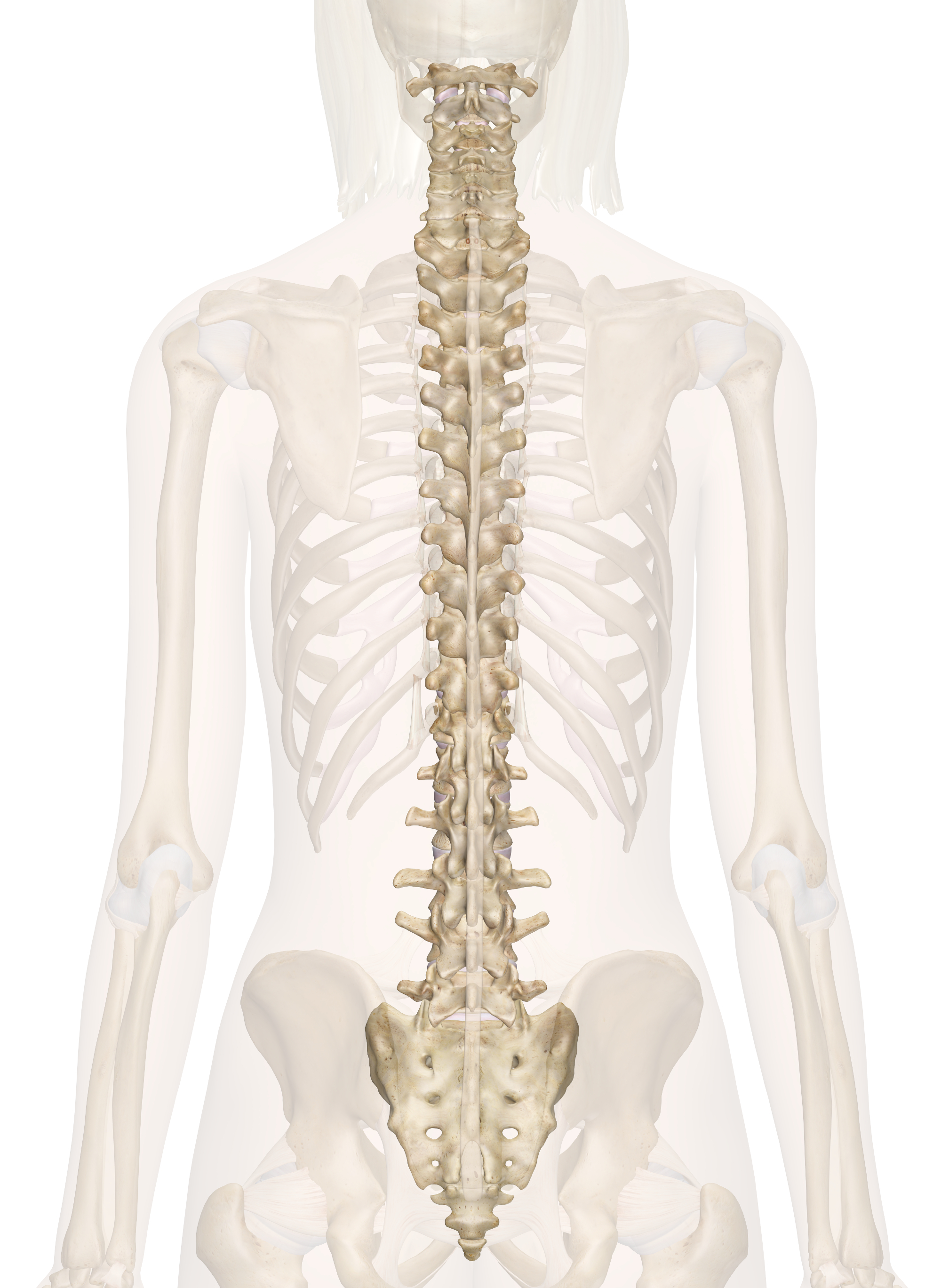 Diagram Of Back Diagram Lower Back Skeleton Wiring Diagrams Interval