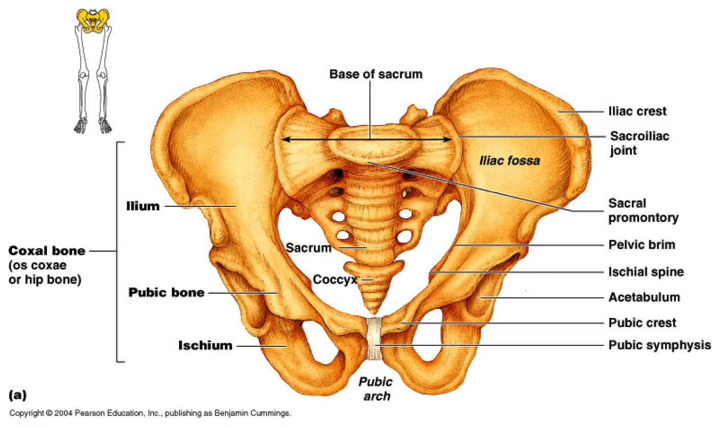 Diagram Of Back Diagram Of Hip Bone Today Diagram Database