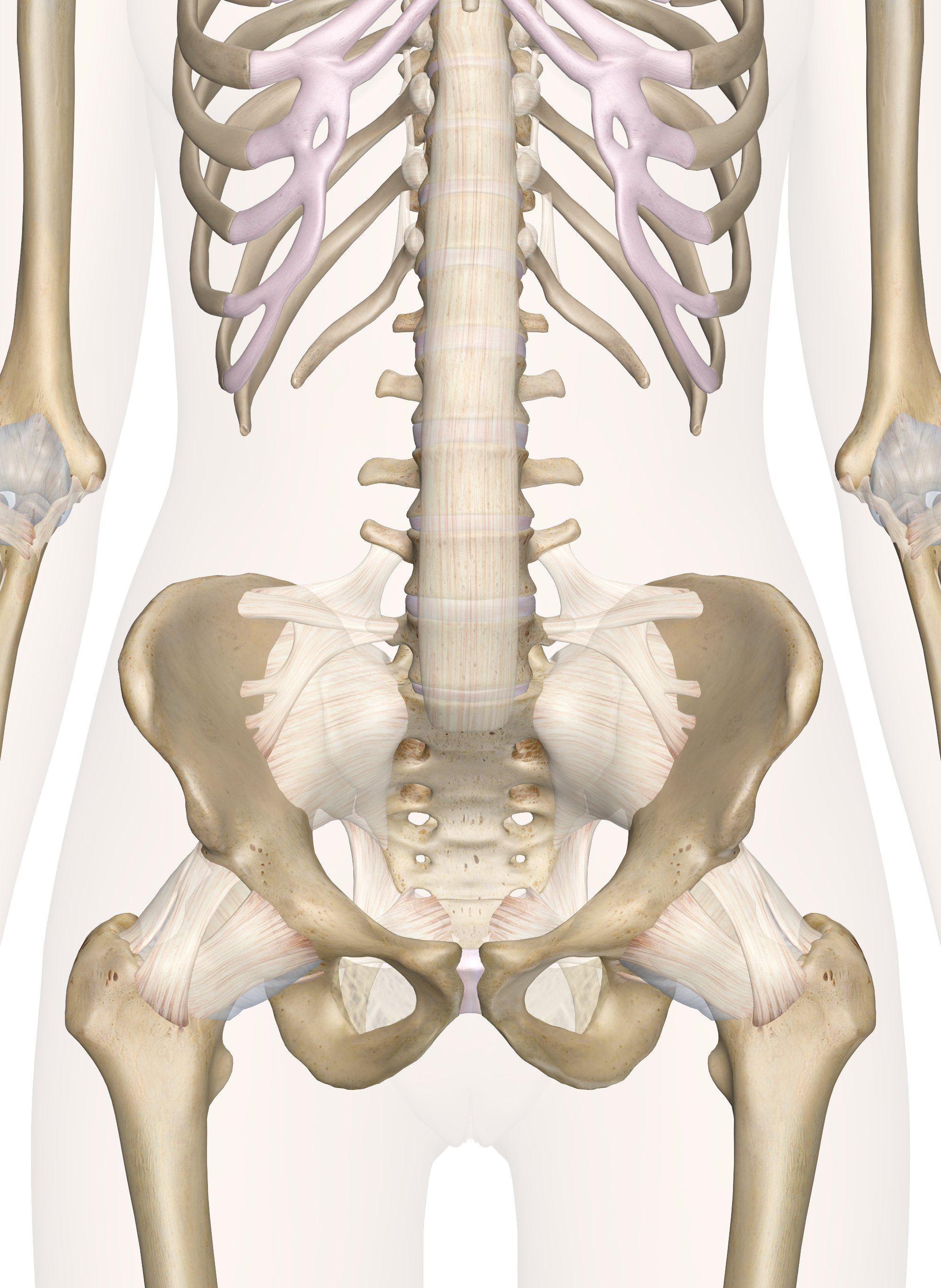 Diagram Of Back Diagram Of Lower Back Bones Wiring Diagrams Interval