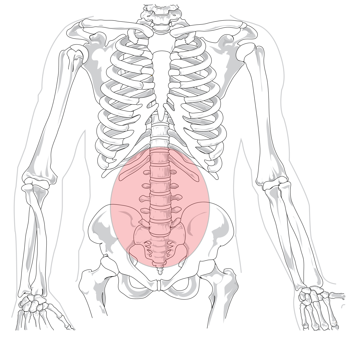 Diagram Of Back Low Back Pain Wikipedia