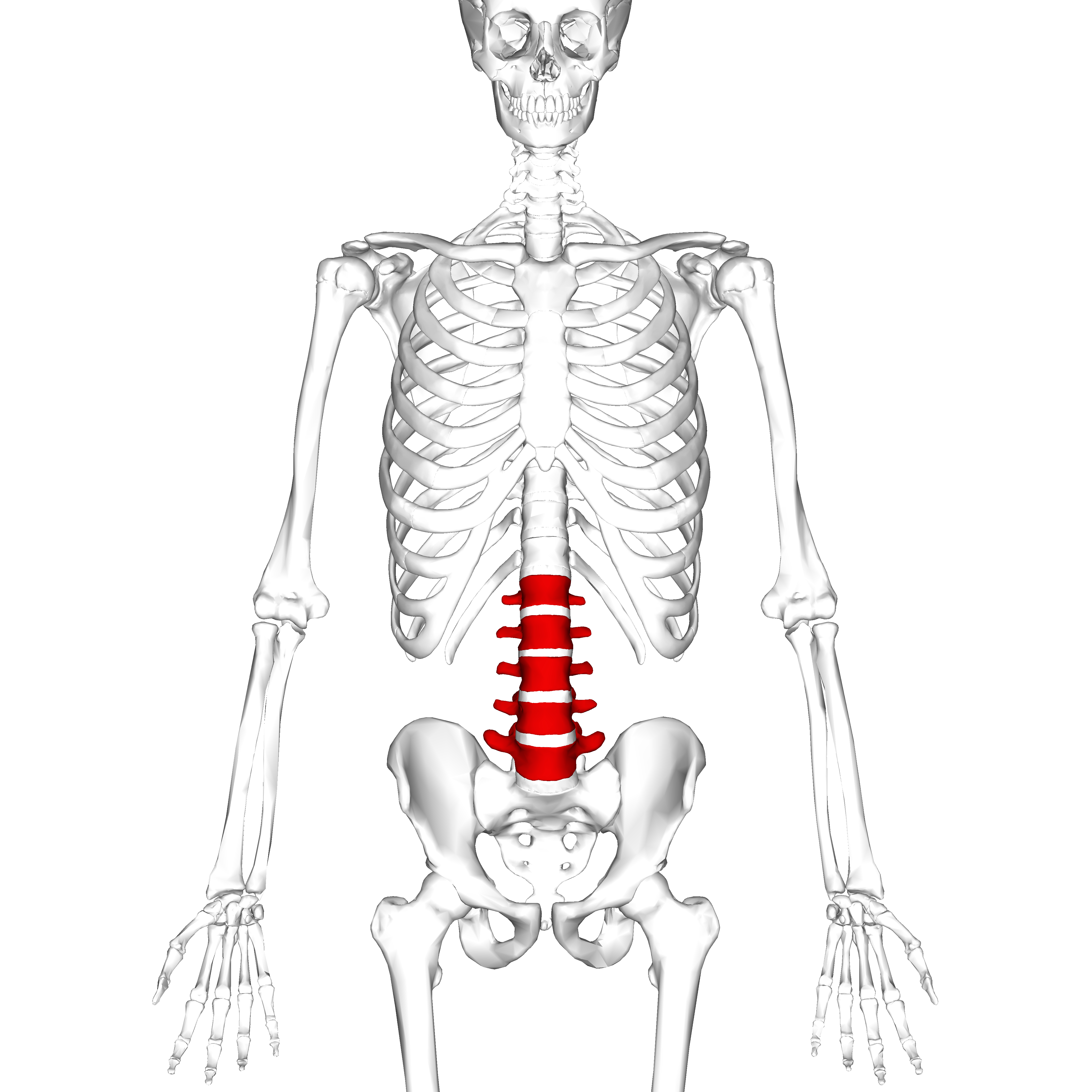 Diagram Of Back Lumbar Vertebrae Wikipedia