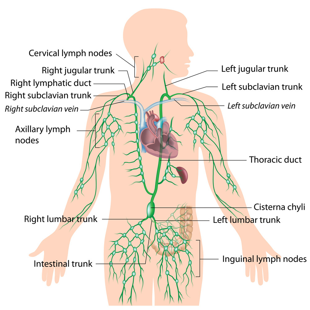 Diagram Of Back Lymph System Diagram Wiring Diagram Directory