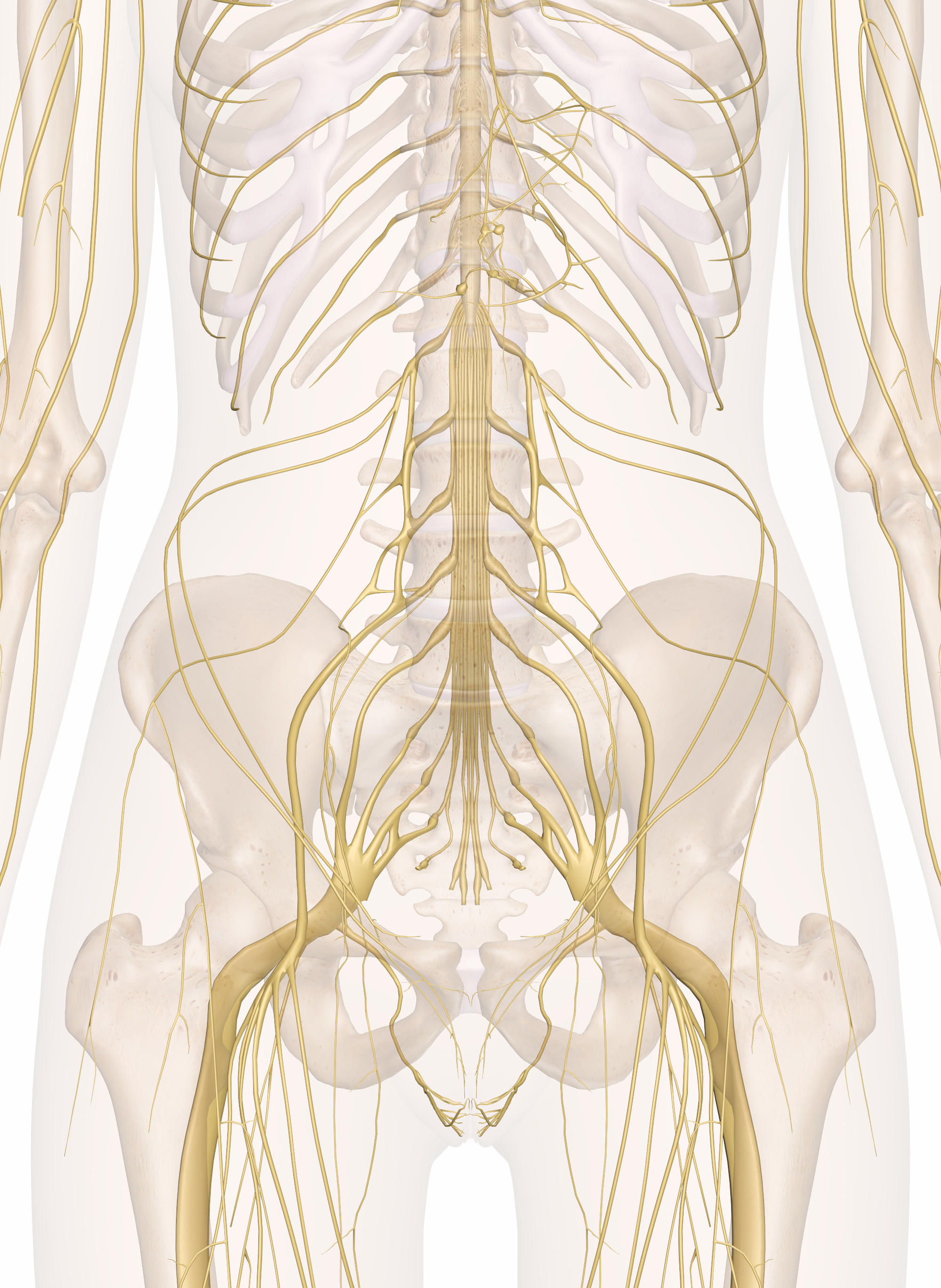 Diagram Of Back Nerve Diagram Lower Back Wiring Diagrams Interval