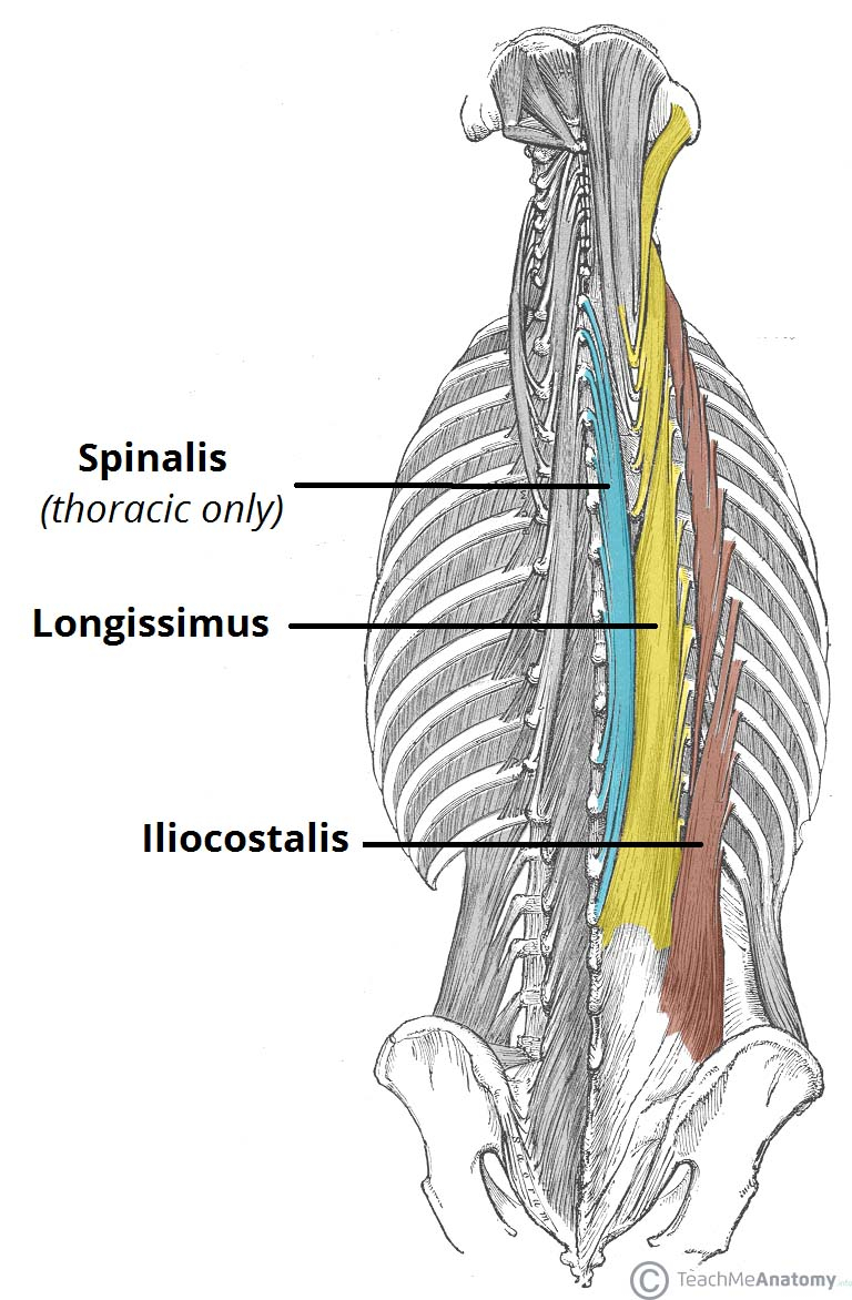 Diagram Of Back The Intrinsic Back Muscles Attachments Actions Teachmeanatomy