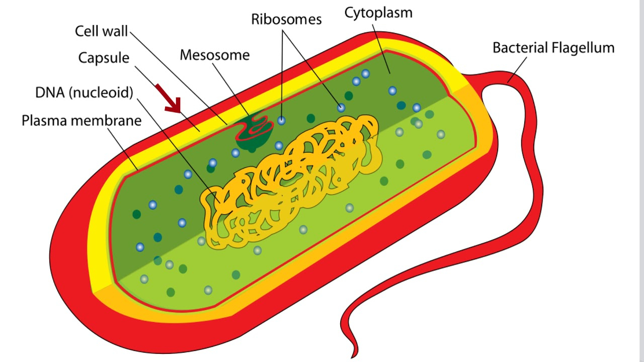 Diagram Of Bacteria Bacteria Cell Structure