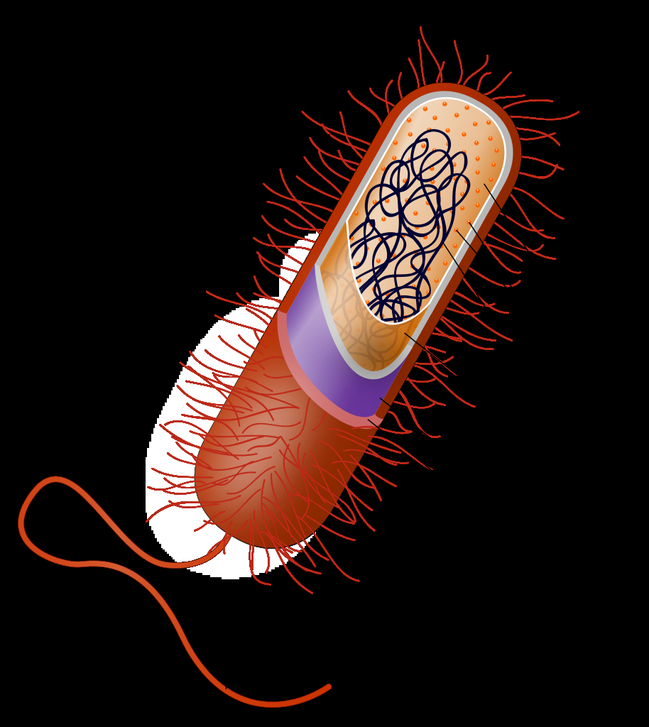 Diagram Of Bacteria Bacterial Capsule Wikipedia