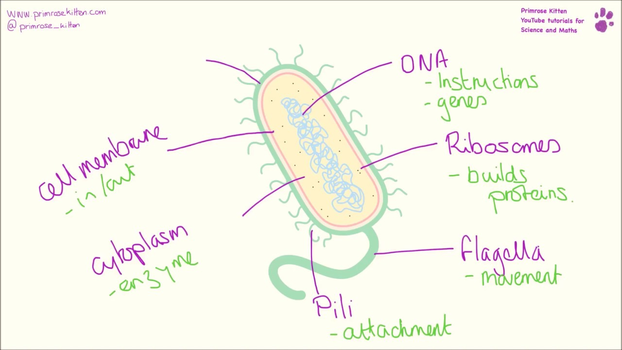 Diagram Of Bacteria Bacterial Cell Structure And Function