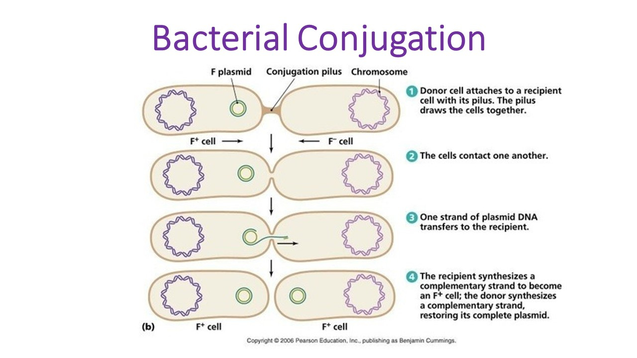 Diagram Of Bacteria Bacterial Conjugation Steps And Mechanism Of Transfer Of Plasmid