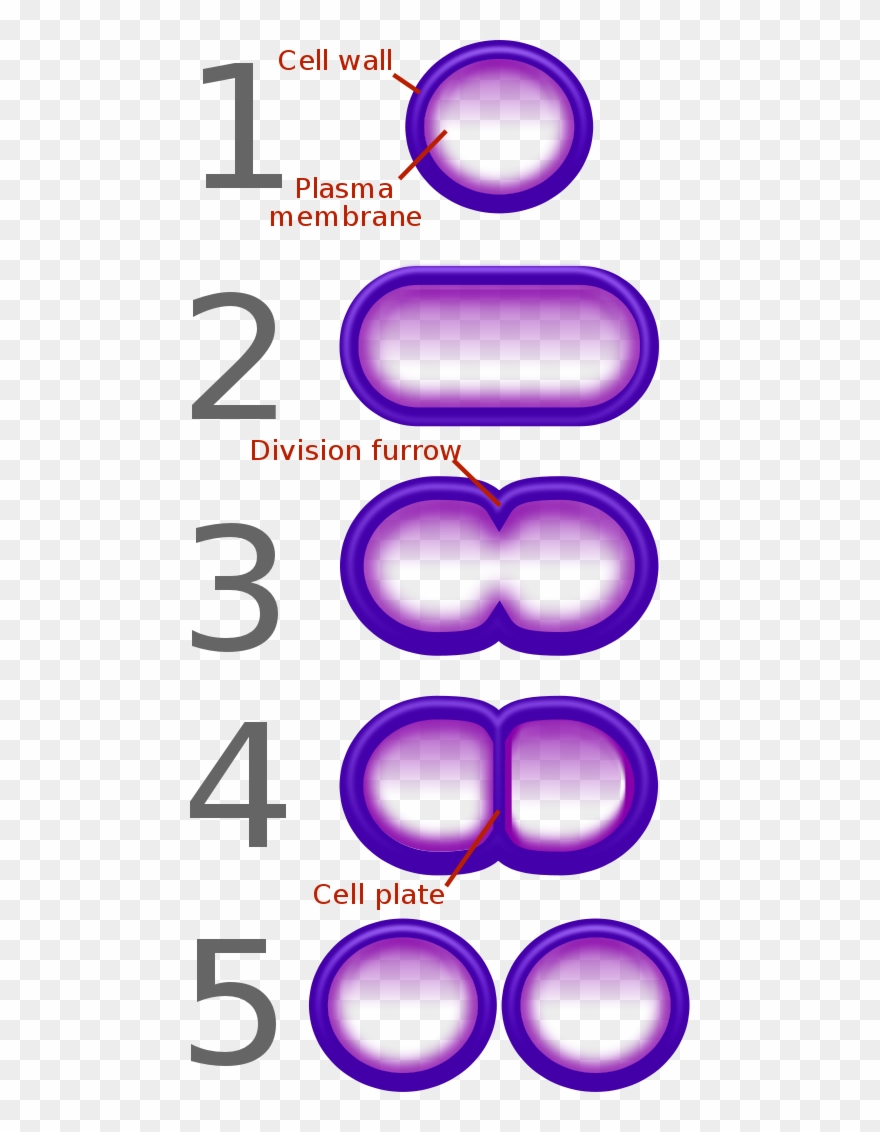 Diagram Of Bacteria Bacterial Fission Diagram Of Binary Fission In Bacteria Clipart