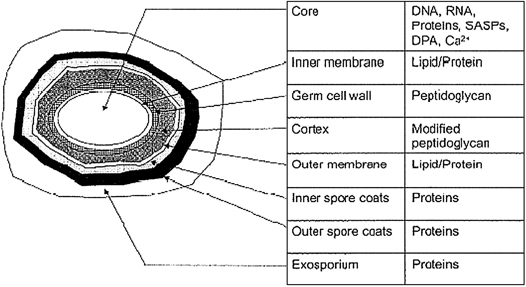 Diagram Of Bacteria Bacterial Spore Structure Types Sporulation And Germination