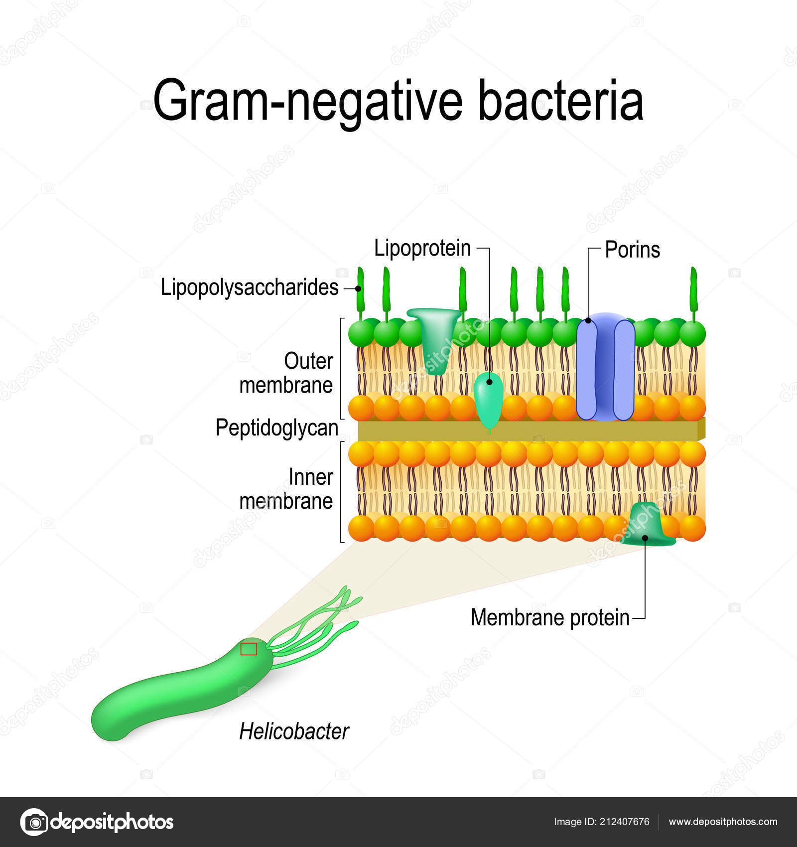 Diagram Of Bacteria Cell Wall Structure Gram Negative Bacteria Example Helicobacter