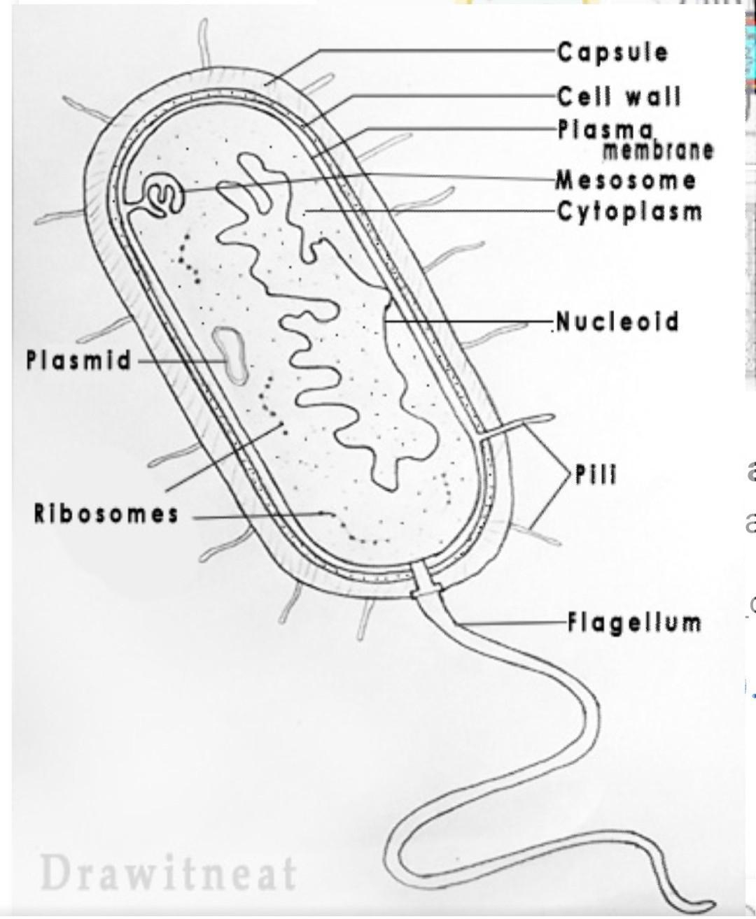 Diagram Of Bacteria Draw Labelled Diagram Of Bacteria Brainlyin