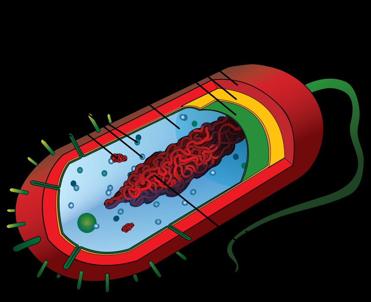 Diagram Of Bacteria Fileaverage Prokaryote Cell Ensvg Wikipedia