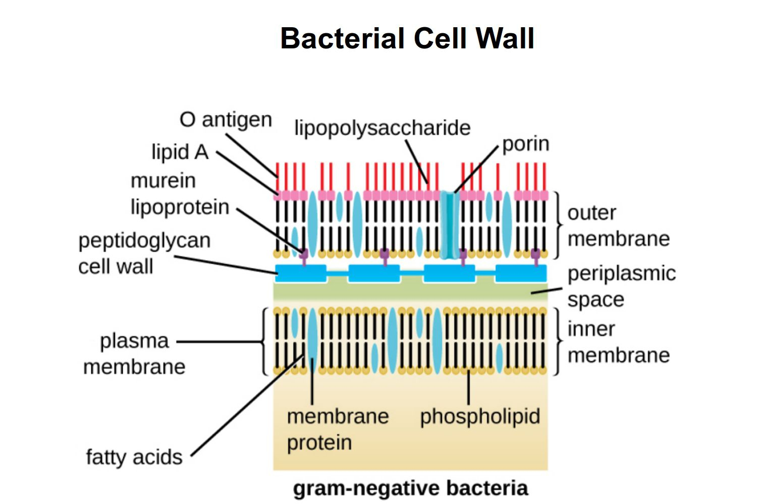 Diagram Of Bacteria Gram Positive Vs Gram Negative Bacteria