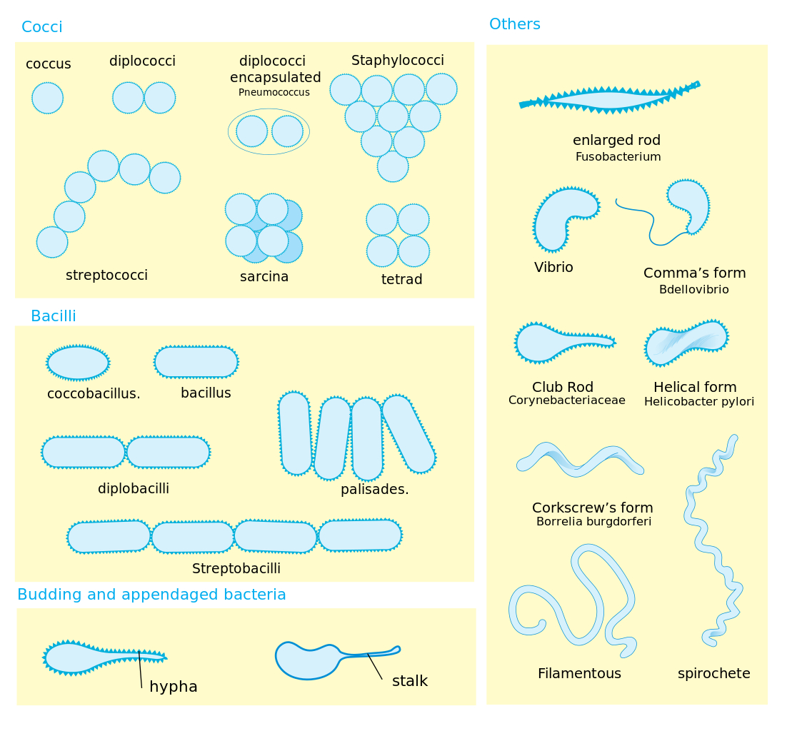 Diagram Of Bacteria Types And Structure Of Bacteria Scienceaid
