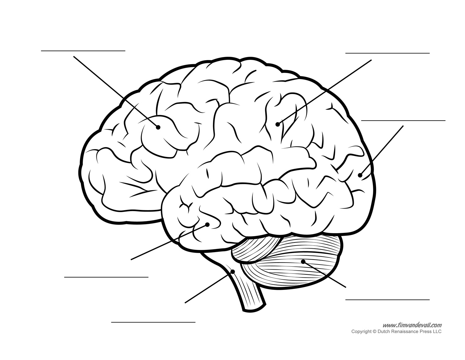 Diagram Of Brain 9 Printable Brain Diagram Brain Anatomy Education Picture