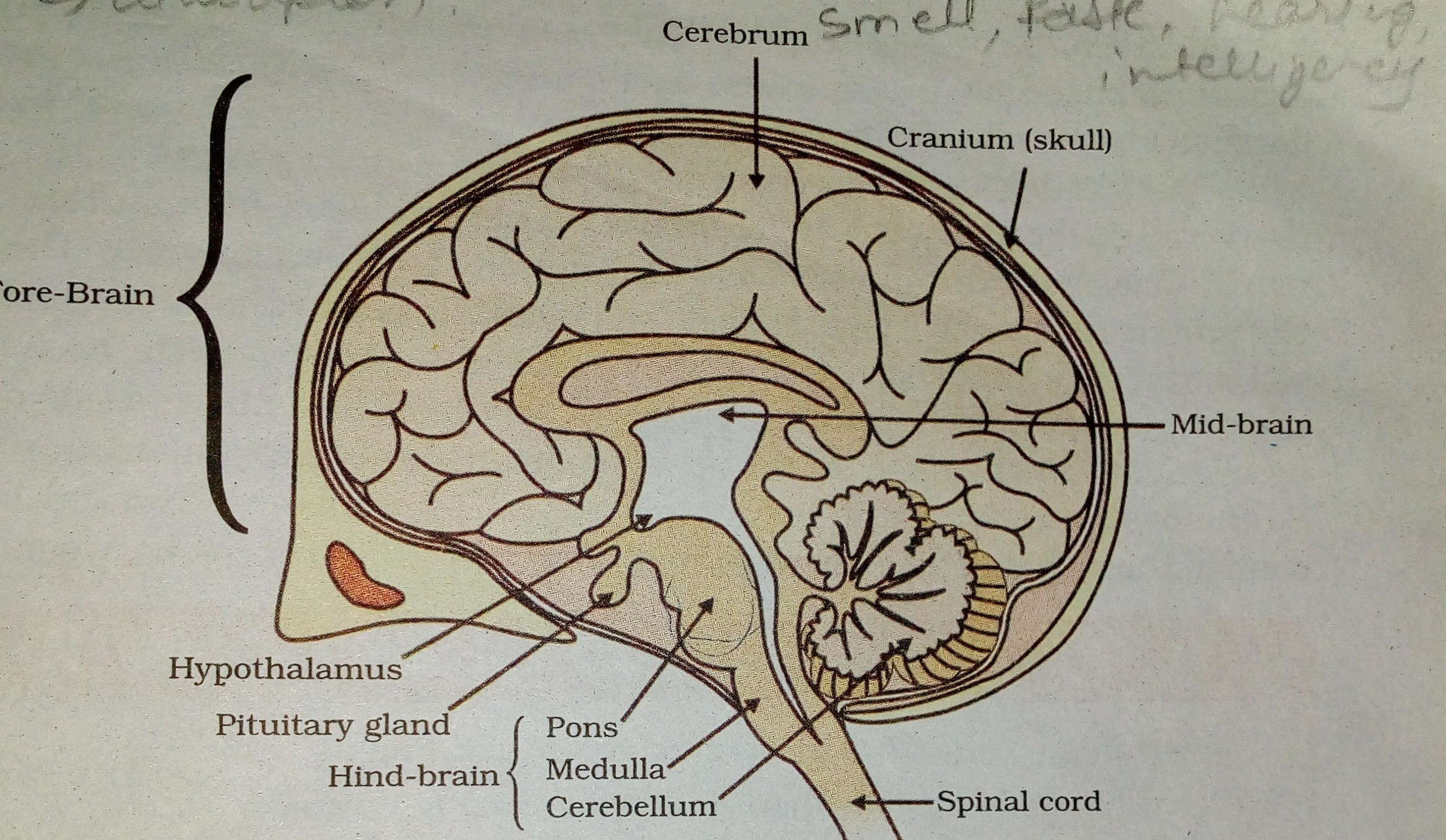 Diagram Of Brain A I Draw A Neat Diagram Of Human Brain And Ii Label Medulla And