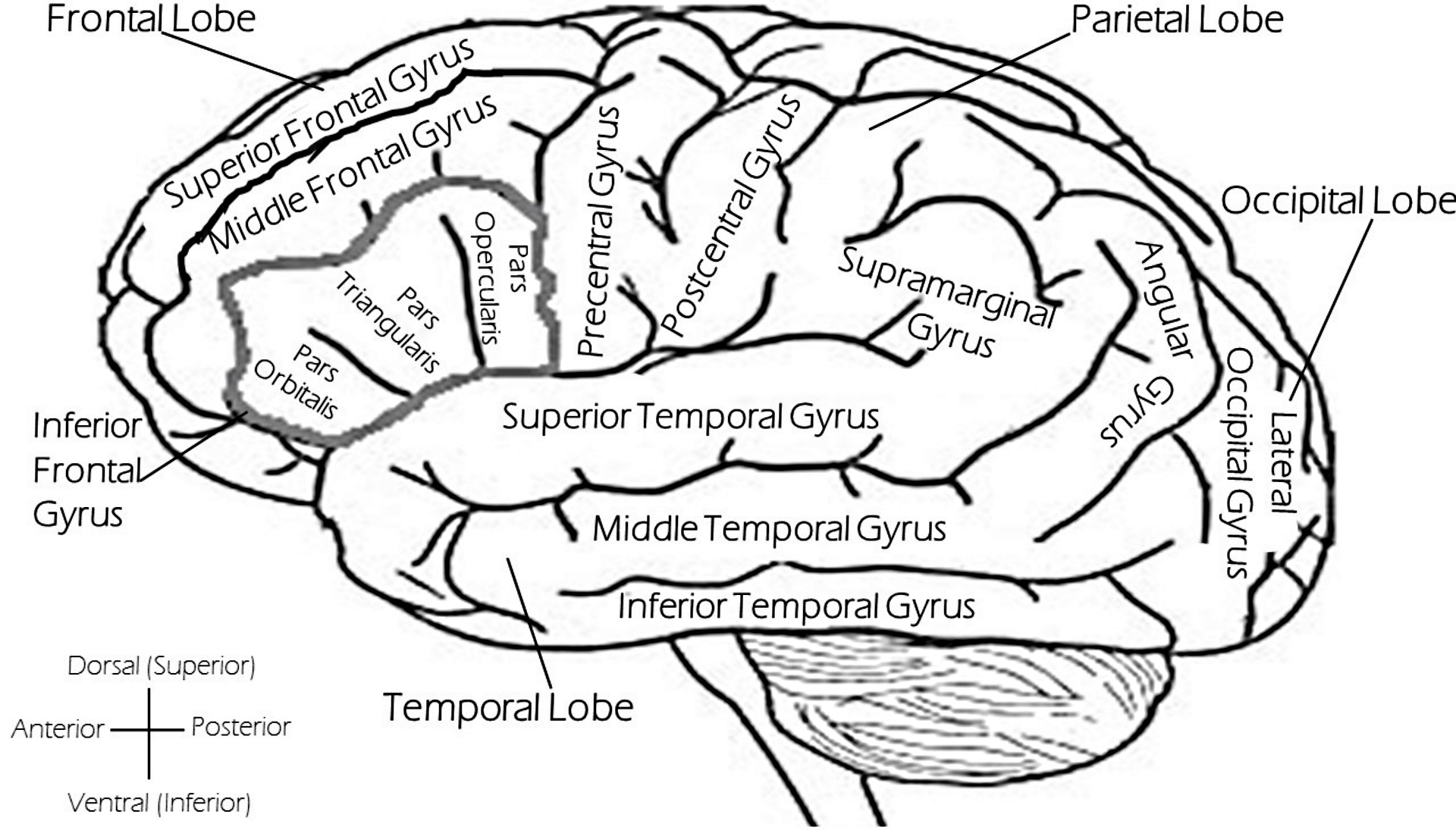 Diagram Of Brain Brain Diagram Gard And Co Solicitors Plymouth