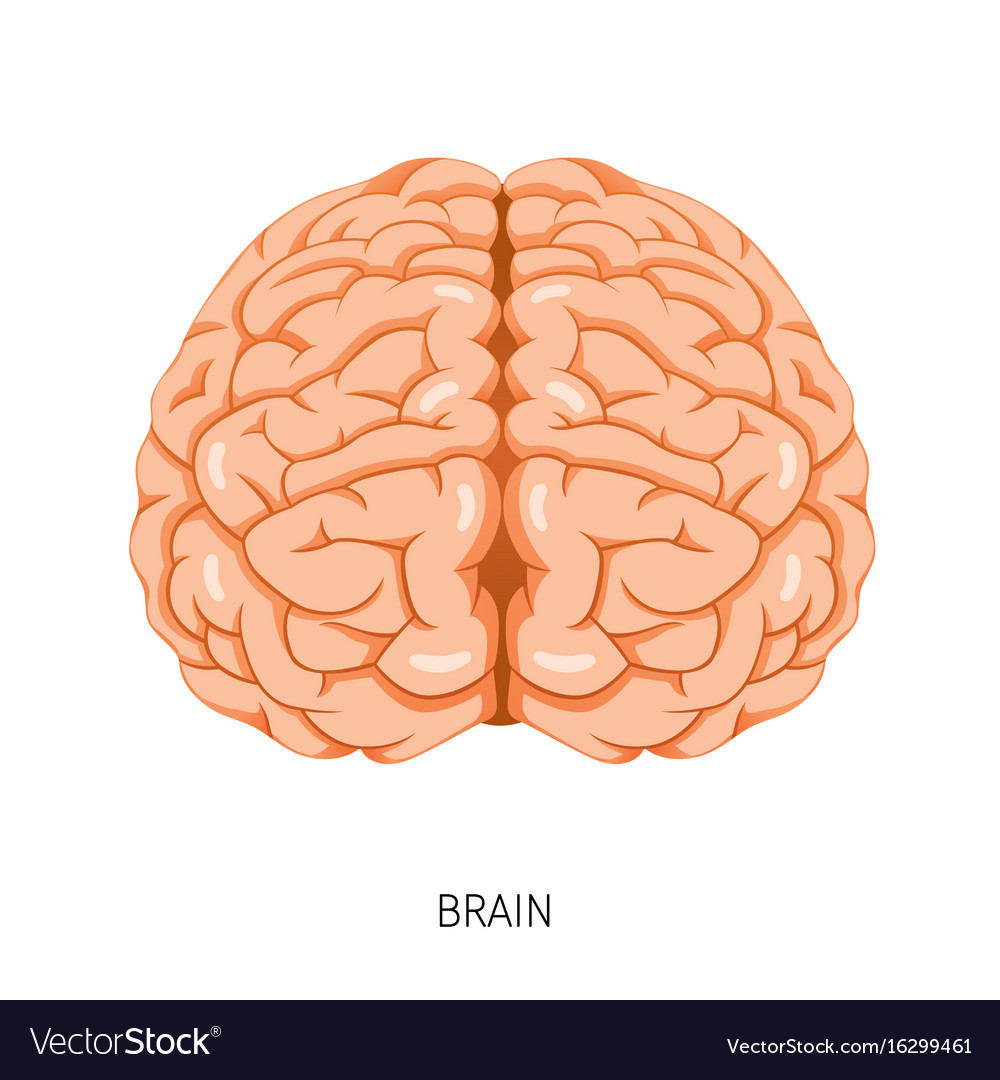 Diagram Of Brain Brain Human Internal Organ Diagram