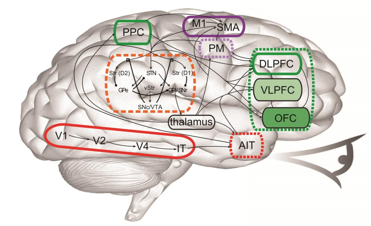 Diagram Of Brain Cognitive Neuroscience Flow Diagram Of How Information Flows