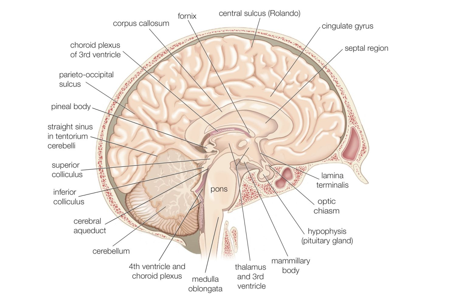Diagram Of Brain Divisions Of The Brain Forebrain Midbrain Hindbrain