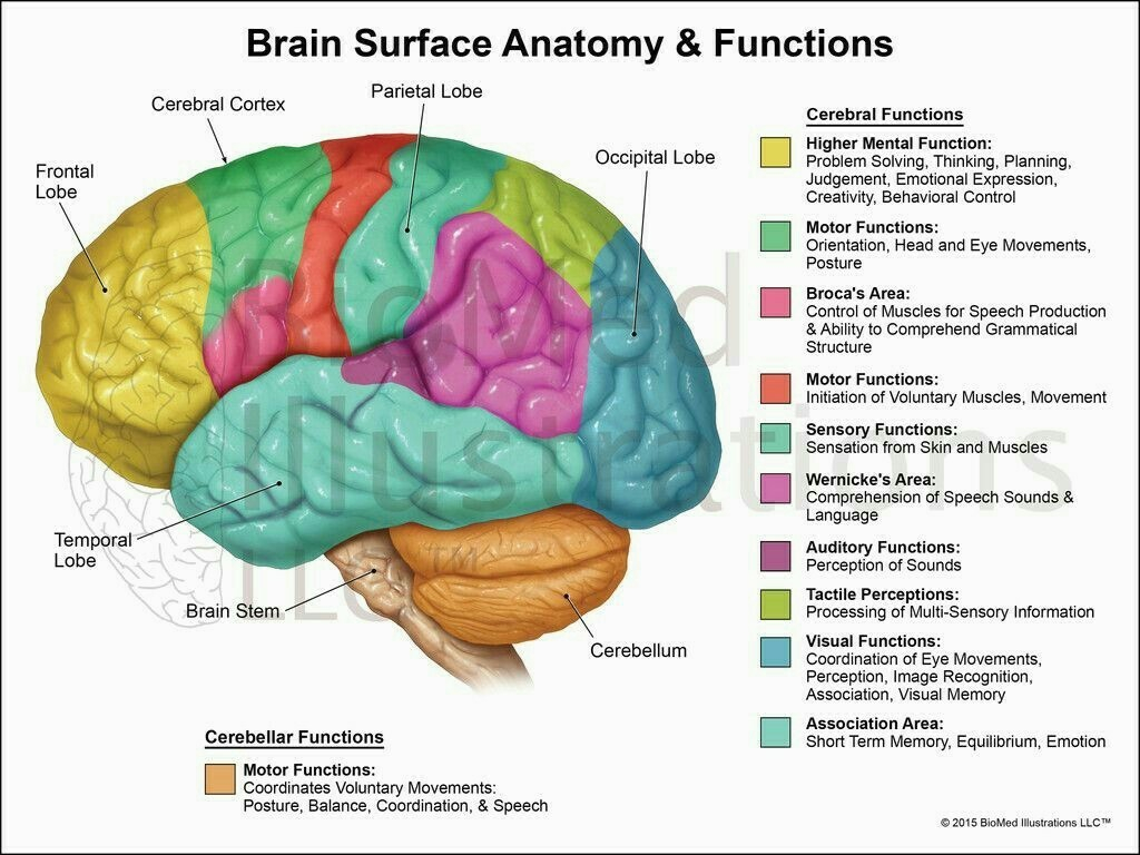 Diagram Of Brain Draw Neat Labelled Diagram Of Functional Areas Of Human Brain