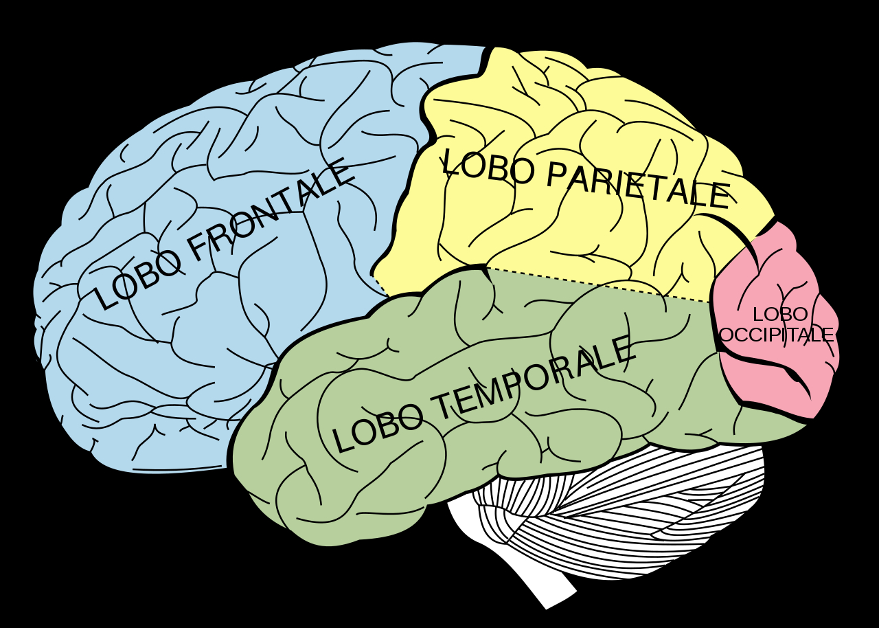 Diagram Of Brain Filebrain Diagram Itsvg Wikipedia