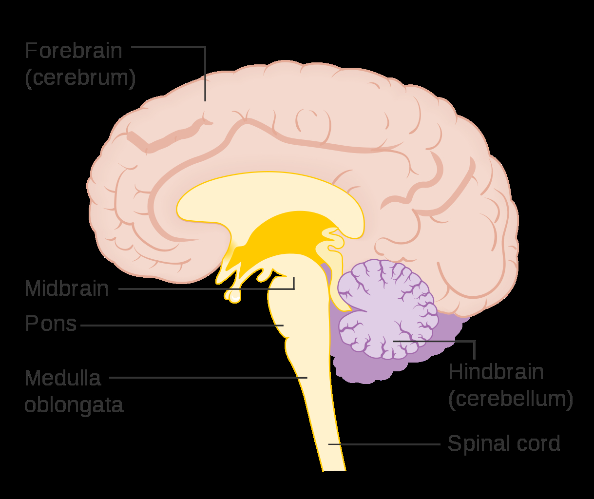Diagram Of Brain Filediagram Showing The Brain Stem Which Includes The Medulla