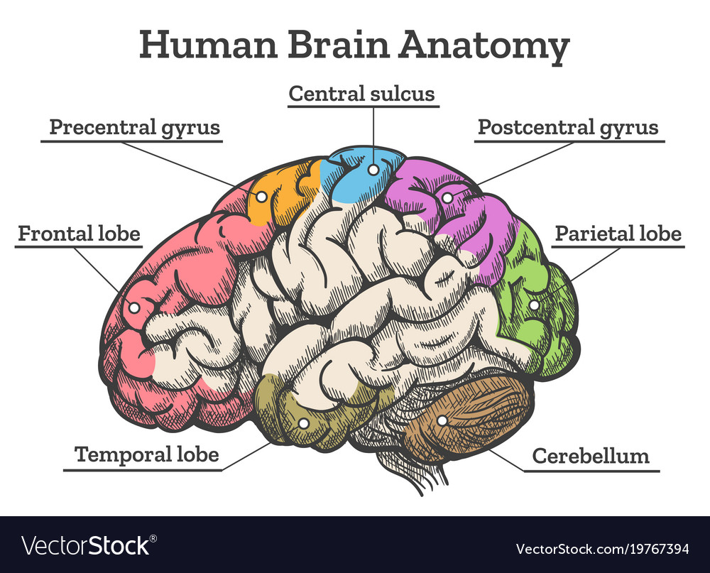 Diagram Of Brain Human Brain Anatomy Diagram