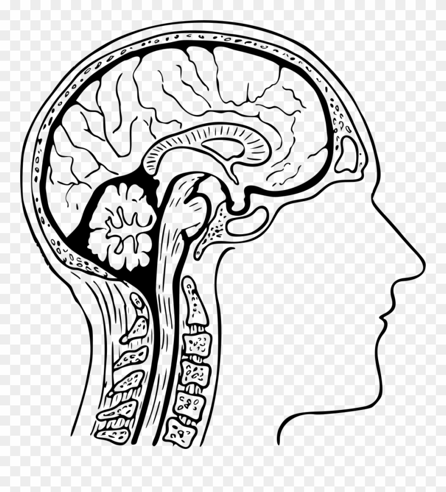 Diagram Of Brain Human Brain Drawing Diagram Nervous System Brain In Head Drawing